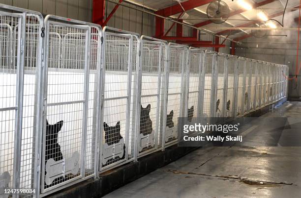 Norwalk, California January 17, 2023-Dogs in training are housed on the property at the Delta K9 Academy in North Hollywood. (Wally Skalij/
