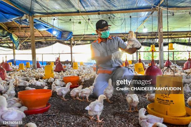 Government worker examines chicks for signs of bird flu infection at a poultry farm in Darul Imarah in Indonesia's Aceh province on March 2, 2023.