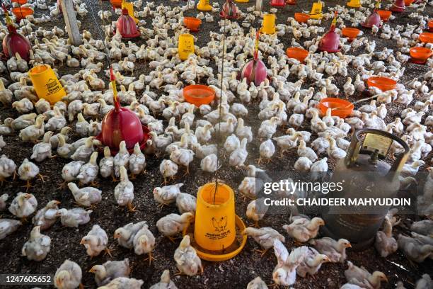 Chicks are seen at a poultry farm during checks undergone by government workers to examines the animals for signs of bird flu infection in Darul...