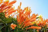 Orange Trumpet, Flame Flower and green leaves on a sunny day