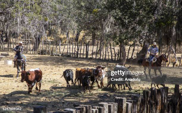 Bulls are seen at Rancho Seco as young people with aspirations of becoming bullfighters took part in the activity of testing baby bulls to learn...