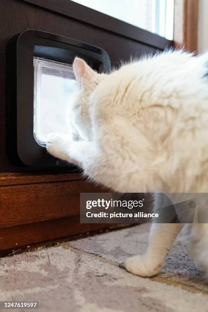 February 2023, Baden-Württemberg, Walldorf: Cat Fluffy stands in front of the cat flap in the apartment of her owner Regine Tredwell. In order to...