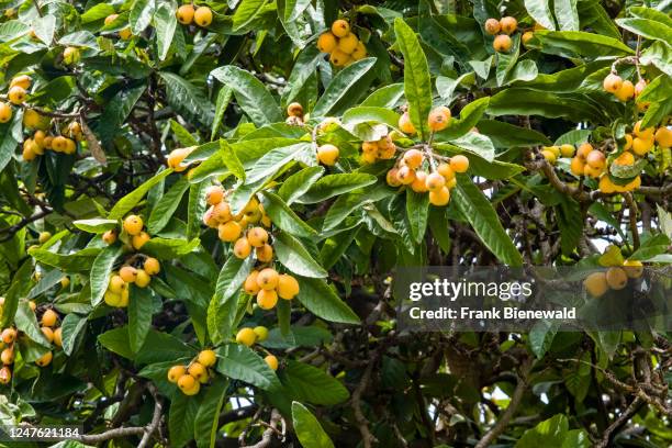 Loquat tree with fruits, growing in Parco Archeologico in the Late Baroque town of Syracuse.
