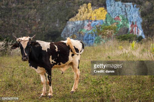 cow with colourful mural wall in background from vinales, cuba - prehistoria stock pictures, royalty-free photos & images