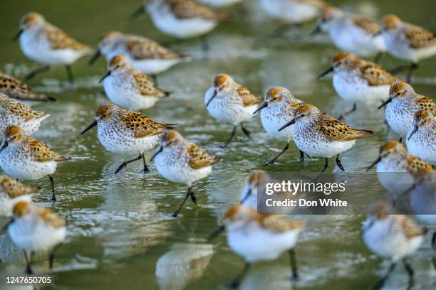 vancouver island british columbia - wader bird stock pictures, royalty-free photos & images