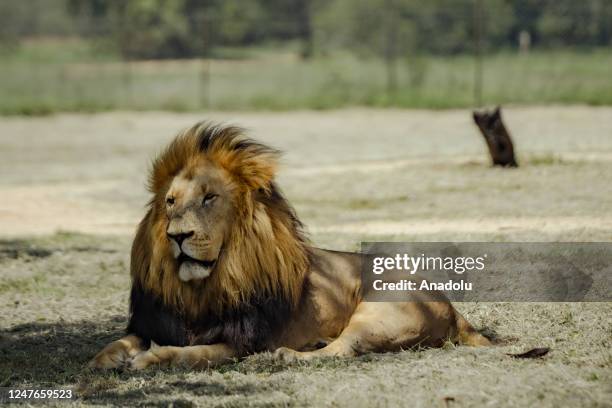 Illegal poaching, drought, depletion of water resources and the destruction of their habitats have negatively affected the lives of animals in the...