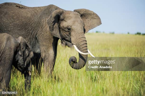 Elephants are seen ahead of 'World Wildlife Day' in Maasai Mara natural habitat of Kenya on March 02, 2023. Illegal poaching, drought, depletion of...