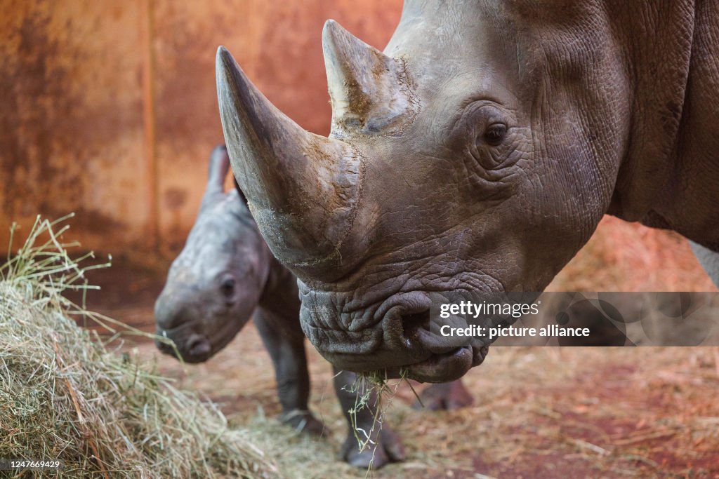 The rhinoceros cub Lisbeth stands next to mother Amalie in the... News ...