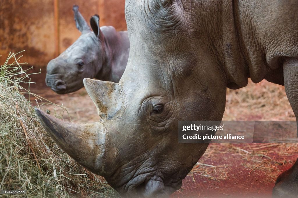 The rhinoceros cub Lisbeth stands next to mother Amalie in the... News ...