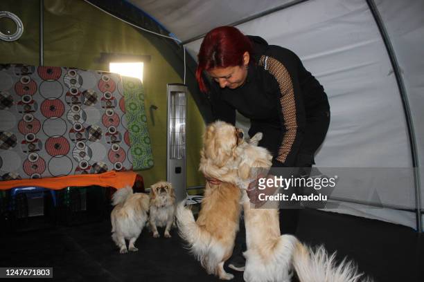 Earthquake survivors Peri Aktepe caresses dogs inside of the tent set up at volleyball court by earthquake survivors Sercan Aktepe and Peri Aktepe...
