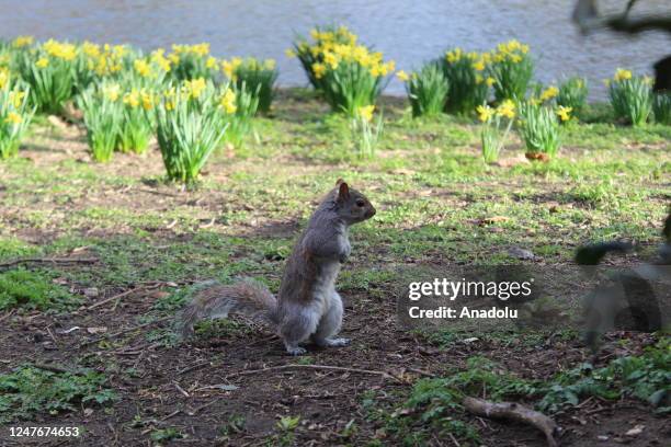 Grey squirrel is seen in London, United Kingdom on March 03, 2023. UK's grey squirrels, one of the most visible wild mammal across Britain, under...