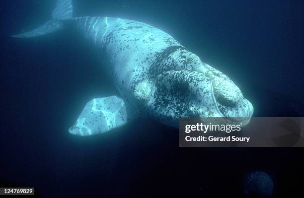 southern right whale - southern right whale stockfoto's en -beelden