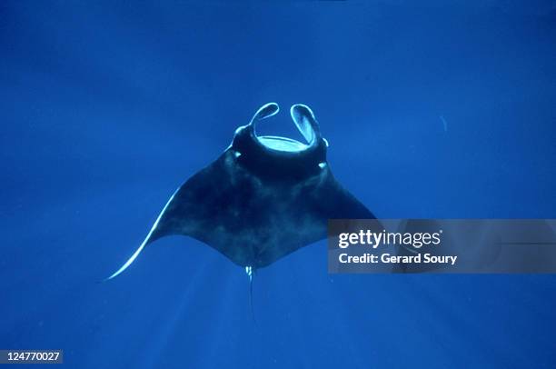 manta ray: manta birostris tanzania - indian ocean - manta ray stock pictures, royalty-free photos & images