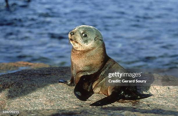 new zealand fur seal: arctocephalus forsteri south australi a - seal pup stock pictures, royalty-free photos & images