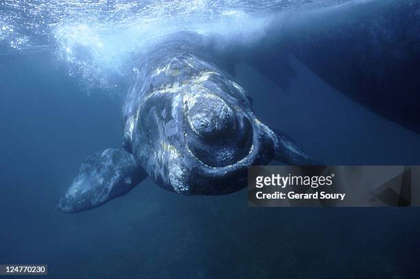 southern right whale,balaena glacialis australis, patagonia, argentina - セミクジラ科 ストックフォトと画像