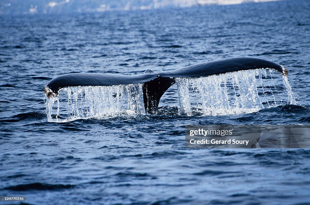 Humpback whale,megaptera novaeangliae,raising flukes,puerto vallarta, mexico