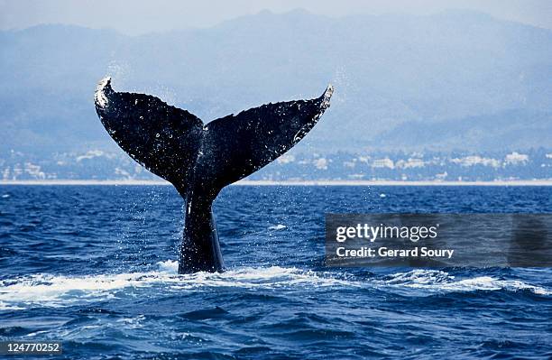 humpback whale, megapter novaeangliae, raising flukes, puerto vallarta, - aleta de cola aleta fotografías e imágenes de stock