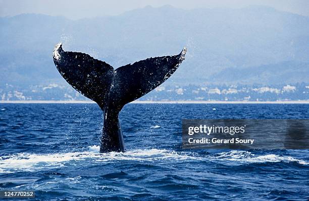 humpback whale, megapter novaeangliae, raising flukes, puerto vallarta, - tail fin bildbanksfoton och bilder