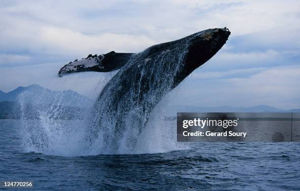 humpback whale, megaptera novaeangliae, breaching, puerto vallarta - whale breaching stock pictures, royalty-free photos & images