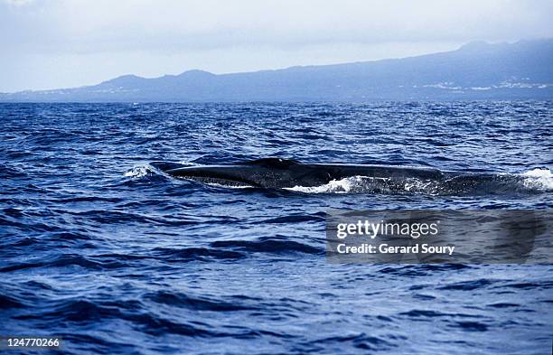 sei whale, balaenoptera borealis, at surface, pico is, azores, portugal - balaenoptera borealis stock pictures, royalty-free photos & images