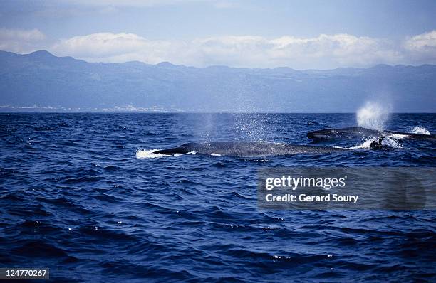 sei whale, balaenoptera borealis, two swimming, pico is, azores, portugal - balaenoptera borealis stock pictures, royalty-free photos & images