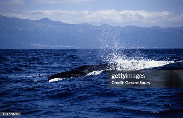 sei whale, balaenoptera borealis, swimming, pico is, azores, portugal - balaenoptera borealis stock pictures, royalty-free photos & images