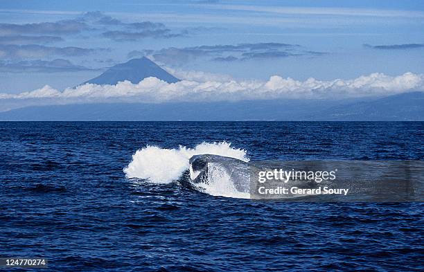 blue whale, balaenoptera musculus, porpoising, pico is, azores, portugal - pico azores imagens e fotografias de stock