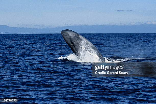 blue whale, balaenoptera musculus, breaching, pico is, azores, portugal - pico azoren stockfoto's en -beelden