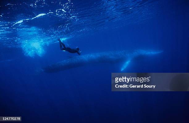 fin whale, balaenoptera physalus, with diver, pico is, azores, portugal - pico azores imagens e fotografias de stock