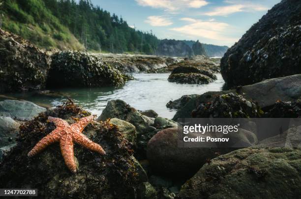 starfish at the coastline of olympic peninsula - olympic peninsula photos et images de collection