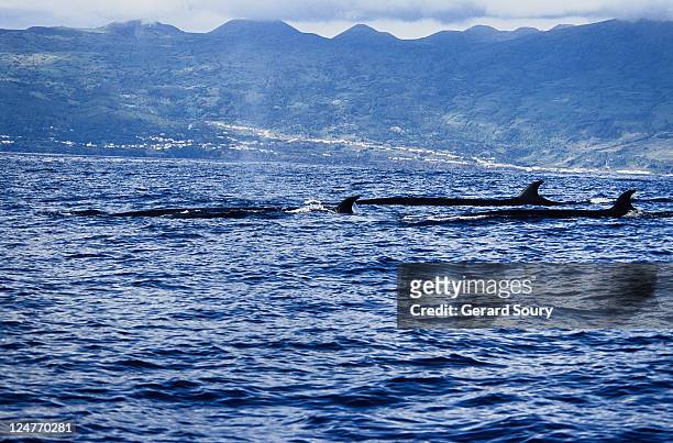 sei whale, balaenoptera borealis, group at surface, pico is, azores,port - balaenoptera borealis stock pictures, royalty-free photos & images