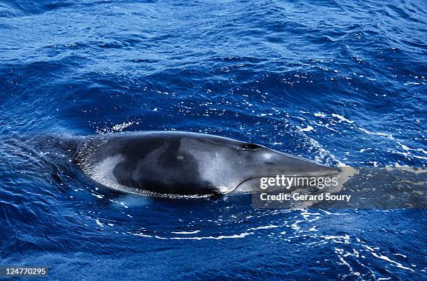 minke whale, balaenoptera acutorostrata, underwater, gbr, queensland - 浮き上がる ストックフォトと画像