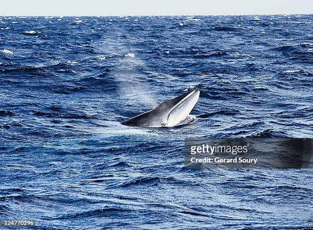 minke whale, balaenoptera acutorostrata, underwater, gbr, queensland - surfacing stock pictures, royalty-free photos & images