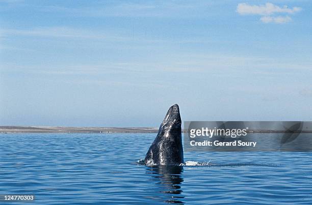 grey whale,eschrichtius robustus, juvenile breaching, scammon lagoon, baja california, mexico - eschrichtiidae stock pictures, royalty-free photos & images