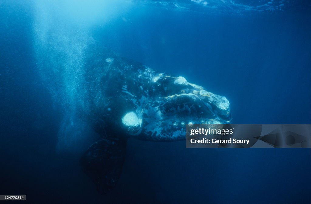 Southern right whale, eubalaena australis,juvenile, valdes peninsula,