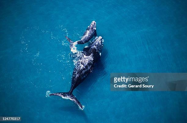 southern right whale, eubalaena australis,mother and calf, valdes penin - southern right whale stockfoto's en -beelden