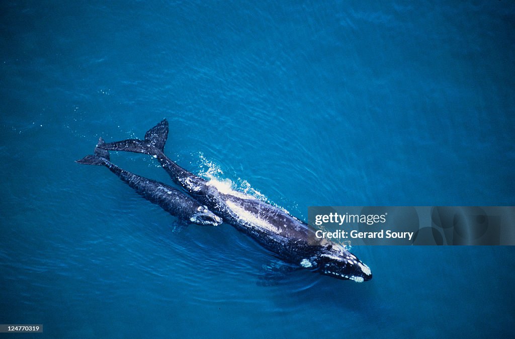 Southern right whale, eubalaena australis,mother and calf, valdes penin