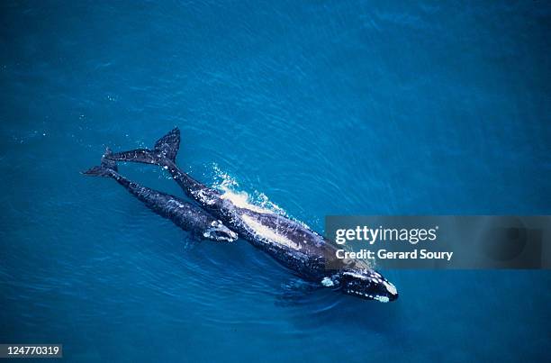 southern right whale, eubalaena australis,mother and calf, valdes penin - southern right whale stock pictures, royalty-free photos & images