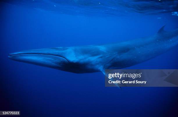 sei whale, balaenoptera borealis, swimming, pico island, azores,portugal - balaenoptera borealis stock pictures, royalty-free photos & images