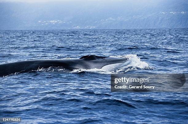 fin whale, balaenoptera borealis, surfacing, pico is, azores, portugal - balaenoptera borealis stock pictures, royalty-free photos & images
