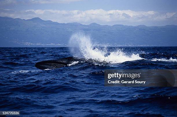 sei whale, balaenoptera borealis, surfing, picos is, azores, portugal - balaenoptera borealis stock pictures, royalty-free photos & images