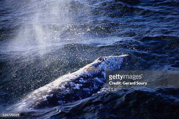 grey whale,eschrichtius robustus, blowing, magdelena bay, baja califo - eschrichtiidae stock pictures, royalty-free photos & images