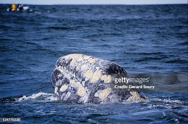 grey whale,eschrichtius robustus, porpoising, magdelena bay, baja calif - eschrichtiidae stock pictures, royalty-free photos & images