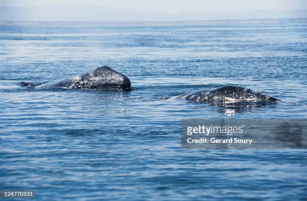 grey whale,eschrichtius robustus, mother & calf, scammon lagoon, mex - eschrichtiidae stock pictures, royalty-free photos & images