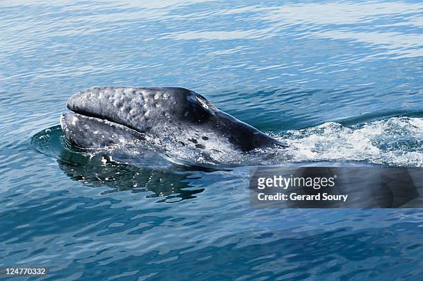 grey whale,eschrichtius robustus, porpoising, scammon lagoon, mex - eschrichtiidae stock pictures, royalty-free photos & images