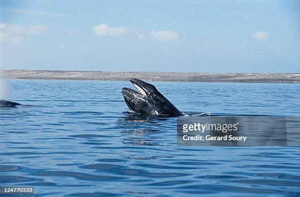 grey whale,eschrichtius robustus, porpoising, scammon lagoon, mex - eschrichtiidae stock pictures, royalty-free photos & images