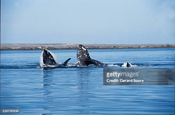 grey whale,eschrichtius robustus, mating, san ignacio lagoon, mex - eschrichtiidae stock pictures, royalty-free photos & images