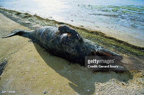 grey whale,eschrichtius robustus, newborn on beach, scammon lagoon - eschrichtiidae stock pictures, royalty-free photos & images