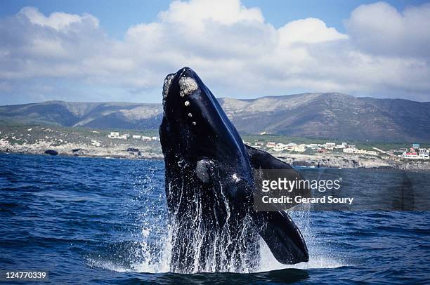 southern right whale, eubalaena australis, breaching, gaansbai, s africa - セミクジラ科 ストックフォトと画像