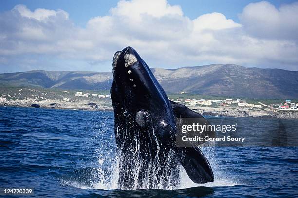 southern right whale, eubalaena australis, breaching, gaansbai, s africa - salto de baleia imagens e fotografias de stock